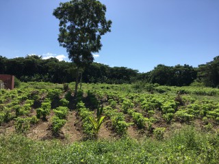 Commercial/farm land For Sale in Bath, St. Thomas Jamaica | [14]