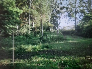 Commercial/farm land For Sale in Golden Spring MountFriendshipMount Pleasant, Kingston / St. Andrew, Jamaica