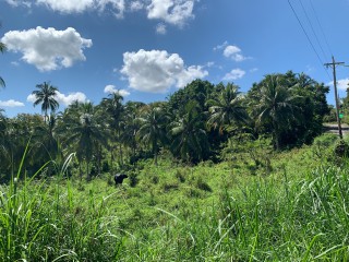 Land For Sale in Guys Hill, St. Mary Jamaica | [4]