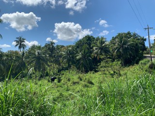 Land For Sale in Guys Hill, St. Mary, Jamaica