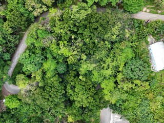 Residential lot For Sale – Shaw Park, St. Ann, Jamaica