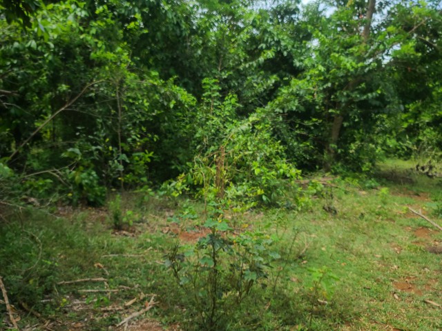Development Land (Residential) For Sale in OldHope, Westmoreland Jamaica | [2]