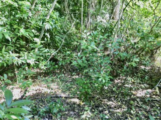 Residential lot For Sale in Drax Hall Estates, St. Ann Jamaica | [8]