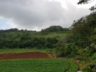 Commercial/farm land For Sale in Carton Estate Off road leading from Claremont to Lime Hall, St. Ann Jamaica | [7]