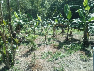 Land For Sale – Bunkers, Trelawny, Jamaica