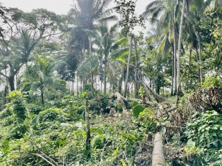 Residential lot For Sale in Spring Vale, St. Catherine Jamaica | [9]