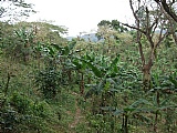 Commercial/farm land For Sale in Golden Spring, Kingston / St. Andrew Jamaica | [4]