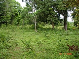 Residential lot For Sale in over 4 acres Mango Valley, St. Mary Jamaica | [3]