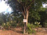 Residential lot For Sale in Negril, Westmoreland Jamaica | [3]