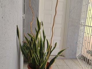 House For Rent in Queensbury, Kingston / St. Andrew Jamaica | [5]