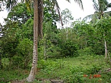 Residential lot For Sale in over 4 acres Mango Valley, St. Mary Jamaica | [7]