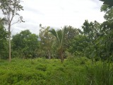Residential lot For Sale in york street, St. Catherine Jamaica | [6]