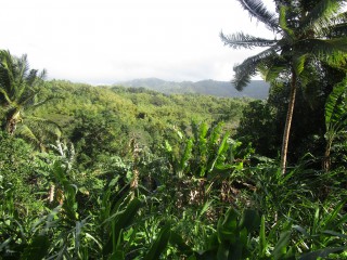 Commercial/farm land For Sale in Glengoffe, St. Catherine Jamaica | [2]