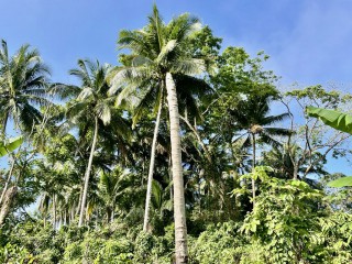 Residential lot For Sale in Spring Vale, St. Catherine Jamaica | [3]