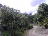 Commercial/farm land For Sale in Pembroke  Hall, St. Mary Jamaica | [3]
