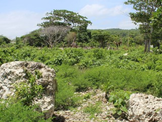 Resort/vacation property For Sale in Galina, St. Mary Jamaica | [3]