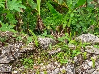 Development Land (Residential) For Sale in Mandeville Price  COMING SOON, Manchester Jamaica | [2]