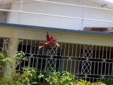 House For Sale in Constant Spring Road and Mannings Hill Road, Kingston / St. Andrew Jamaica | [6]