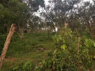 Land For Sale – Oxford District, St. Elizabeth, Jamaica