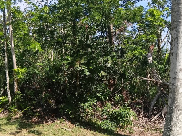 Residential lot For Sale in Great River, St. James Jamaica | [2]