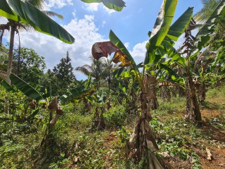 Commercial/farm land For Sale in Bog Walk, St. Catherine, Jamaica