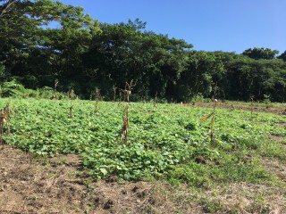 Commercial/farm land For Sale in Bath, St. Thomas Jamaica | [6]