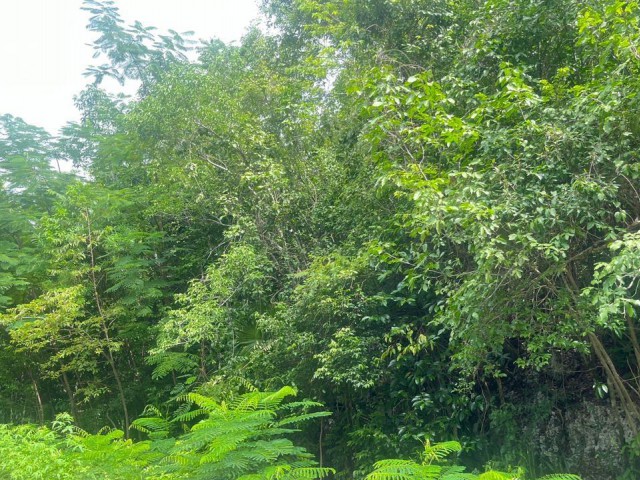 Development Land (Residential) For Sale in Woodside, Clarendon Jamaica | [1]