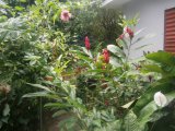 House For Sale in WIDCOMBE HEIGHTS  KINGSTON 6, Kingston / St. Andrew Jamaica | [6]