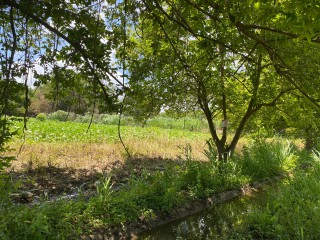 Residential lot For Sale in Bushy Park, St. Catherine, Jamaica