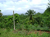 Commercial/farm land For Sale in Kitson Town, St. Catherine Jamaica | [6]