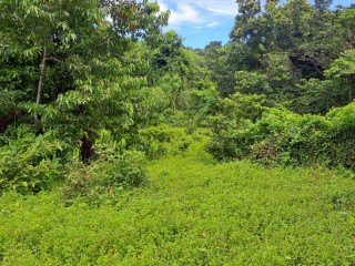 Land For Sale – Grange Hill, Portland, Jamaica