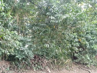 Land For Sale in Grange Hill, Westmoreland, Jamaica