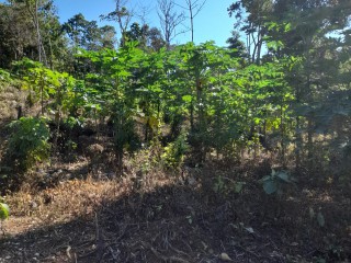 Commercial/farm land For Sale in Kensington Sligoville, St. Catherine Jamaica | [3]