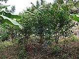 Commercial/farm land For Sale in Golden Spring, Kingston / St. Andrew Jamaica | [3]
