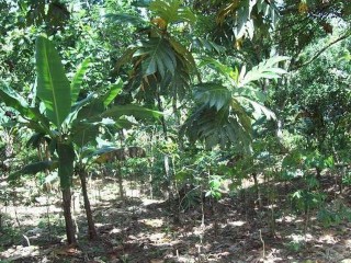 Commercial/farm land For Sale in Bog walk, St. Catherine Jamaica | [7]