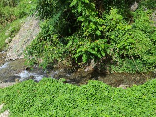 Land For Sale in Cedar Valley  St Thomas, St. Thomas Jamaica | [4]