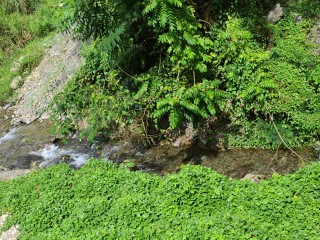 Land For Sale in Cedar Valley  St Thomas, St. Thomas Jamaica | [3]