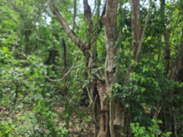 Development Land (Residential) For Sale in OldHope, Westmoreland Jamaica | [3]