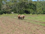 Commercial/farm land For Sale in Rock River, Clarendon Jamaica | [5]