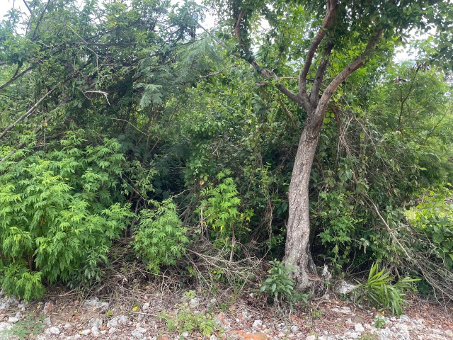 Land For Sale in Bull Savannah, St. Elizabeth Jamaica | [4]