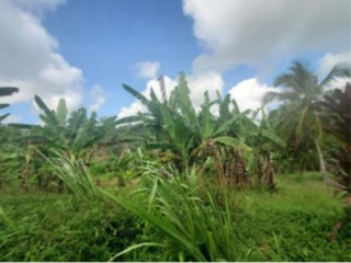 Land For Sale in Jeffrey Town, St. Mary, Jamaica