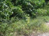 Residential lot For Sale in Negril UNDER OFFER, Westmoreland Jamaica | [6]
