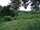 Commercial/farm land For Sale in Copse MtCeder Grove, Westmoreland Jamaica | [1]