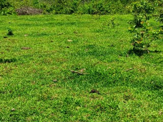 Land For Rent - Allepo, St. Mary, Jamaica