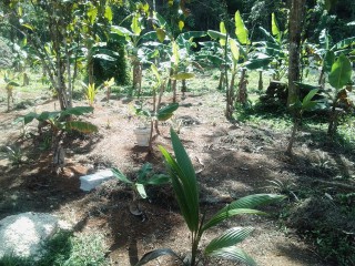 Land For Sale – Bunkers, Trelawny, Jamaica