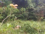 Residential lot For Sale in Port Maria, St. Mary Jamaica | [1]