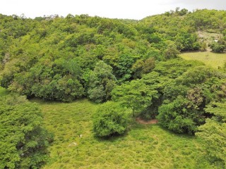 Land For Sale in Petersville, Westmoreland Jamaica | [4]