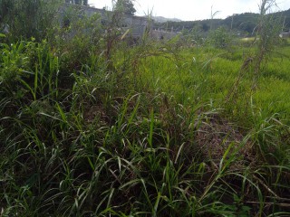 Residential lot For Sale in KnockPatrick, Manchester, Jamaica