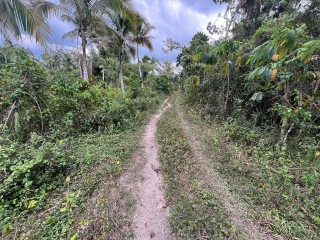 Commercial/farm land For Sale in Belvedere Chester Castle, Hanover Jamaica | [3]