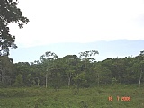 Residential lot For Sale in over 4 acres Mango Valley, St. Mary Jamaica | [4]